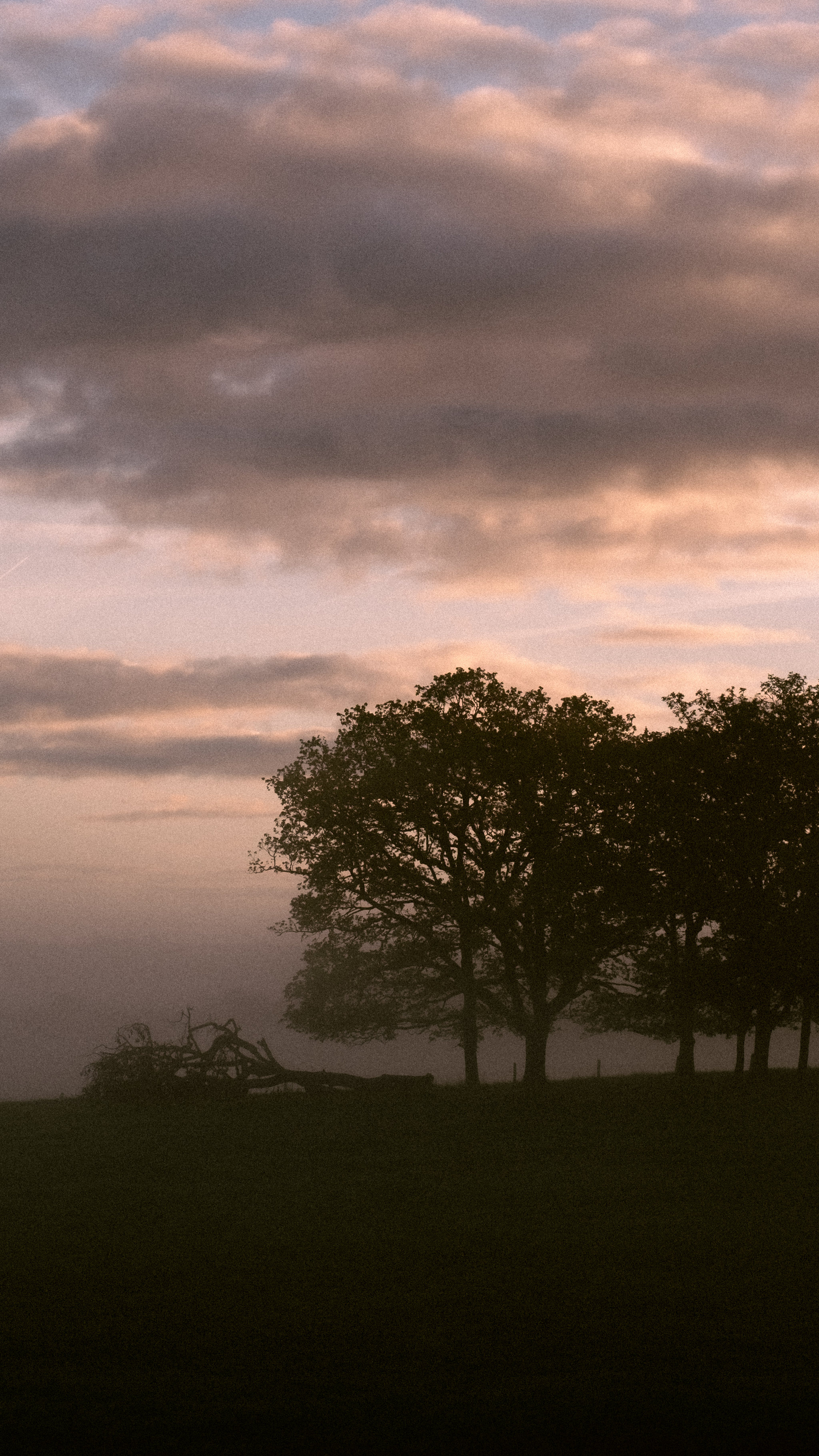 A solitary tree and distant trees in a misty field at sunset.