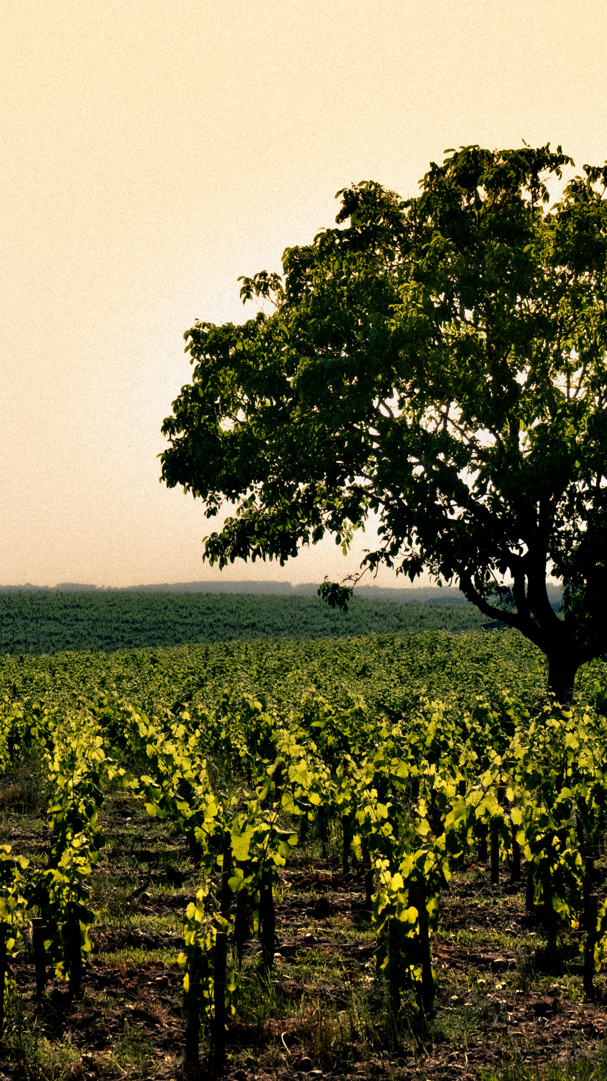 A broad tree standing beyond rows of green vines in warm light.