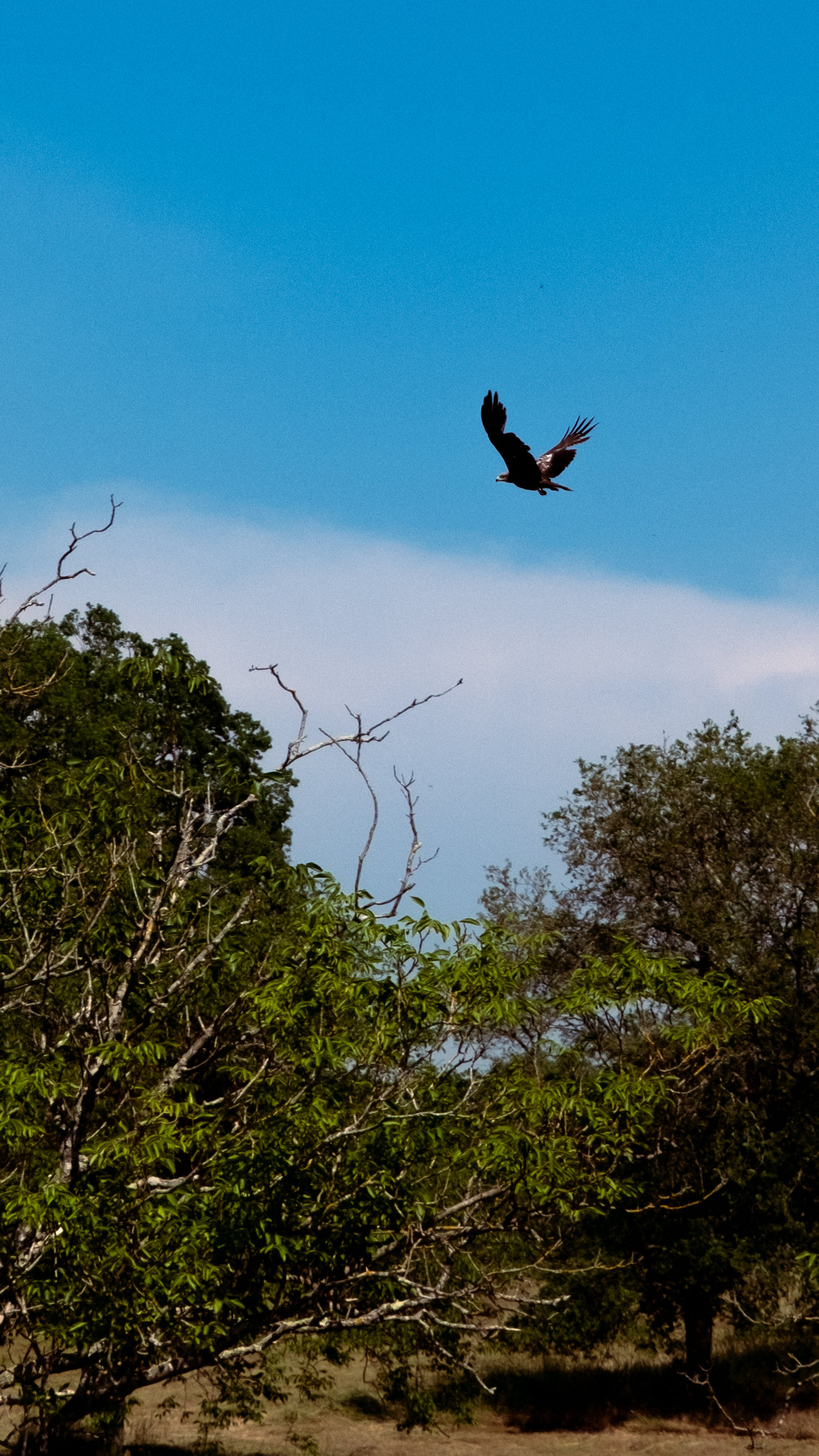 A dark bird in flight above green trees under a clear blue sky.